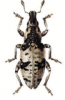 +bug+insect+pest+Chromoderus+ clipart
