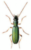+bug+insect+pest+Chrysanthia+ clipart