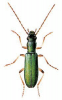 +bug+insect+pest+Chrysanthia+ clipart