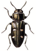 +bug+insect+pest+Chrysobothris+ clipart