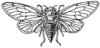 +bug+insect+pest+Cicada+BW+ clipart