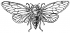 +bug+insect+pest+Cicada+BW+ clipart