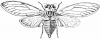 +bug+insect+pest+Cicada+orni+ clipart