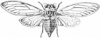 +bug+insect+pest+Cicada+orni+ clipart