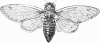 +bug+insect+pest+Cicada+septendecim+ clipart