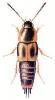 +bug+insect+pest+Cilea+ clipart