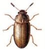 +bug+insect+pest+Cis+ clipart