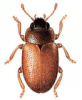 +bug+insect+pest+Coccidula+ clipart