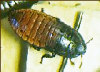 +bug+insect+pest+Cockroach+(Madagascar+Hissing)+ clipart