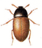 +bug+insect+pest+Colonidae+ clipart