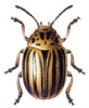 +bug+insect+pest+Colorado+Beetle+ clipart