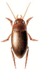 +bug+insect+pest+Copelatus+ clipart