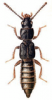 +bug+insect+pest+Coprophilus+ clipart