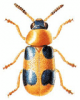 +bug+insect+pest+Coptocephala+ clipart