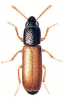 +bug+insect+pest+Corticeus+ clipart