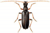 +bug+insect+pest+Cortodera+ clipart