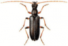 +bug+insect+pest+Cortodera+ clipart