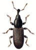 +bug+insect+pest+Cossonus+ clipart