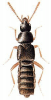 +bug+insect+pest+Crataraea+ clipart