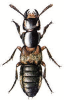 +bug+insect+pest+Creophilus+ clipart