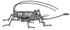 +bug+insect+pest+Cricket+BW+ clipart