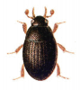 +bug+insect+pest+Cryptopleurum+ clipart