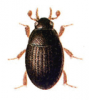 +bug+insect+pest+Cryptopleurum+ clipart