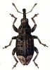 +bug+insect+pest+Cryptorrhynchus+ clipart