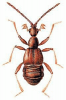 +bug+insect+pest+Ctenistes+ clipart