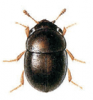 +bug+insect+pest+Cybocephalus+ clipart
