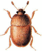+bug+insect+pest+Cychramus+ clipart