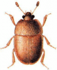 +bug+insect+pest+Cychramus+ clipart