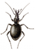 +bug+insect+pest+Cychrus+ clipart