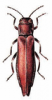 +bug+insect+pest+Cylindromorphus+ clipart