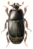 +bug+insect+pest+Cylister+ clipart