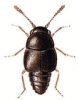 +bug+insect+pest+Cypha+ clipart