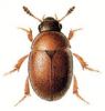 +bug+insect+pest+Cyrtusa+ clipart