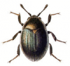+bug+insect+pest+Cytilus+ clipart