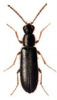 +bug+insect+pest+Dasytes+ clipart