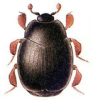 +bug+insect+pest+Dendrophilus+ clipart