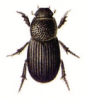 +bug+insect+pest+Diastictus+ clipart