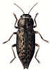 +bug+insect+pest+Dicera+ clipart
