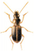 +bug+insect+pest+Dicheirotrichus+ clipart