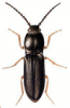 +bug+insect+pest+Dicronychus+ clipart