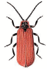 +bug+insect+pest+Dictyoptera+ clipart