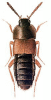 +bug+insect+pest+Dinarda+ clipart