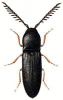 +bug+insect+pest+Dirhagus+ clipart