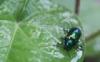 +bug+insect+pest+Dogbane+Leaf+beetle+Chrysochus+auratus+ clipart