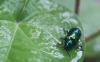 +bug+insect+pest+Dogbane+Leaf+beetle+Chrysochus+auratus+ clipart