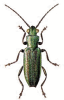 +bug+insect+pest+Donacia+ clipart